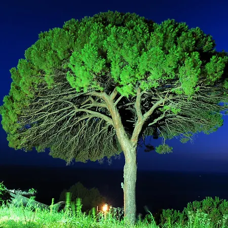 Il Pino 3*